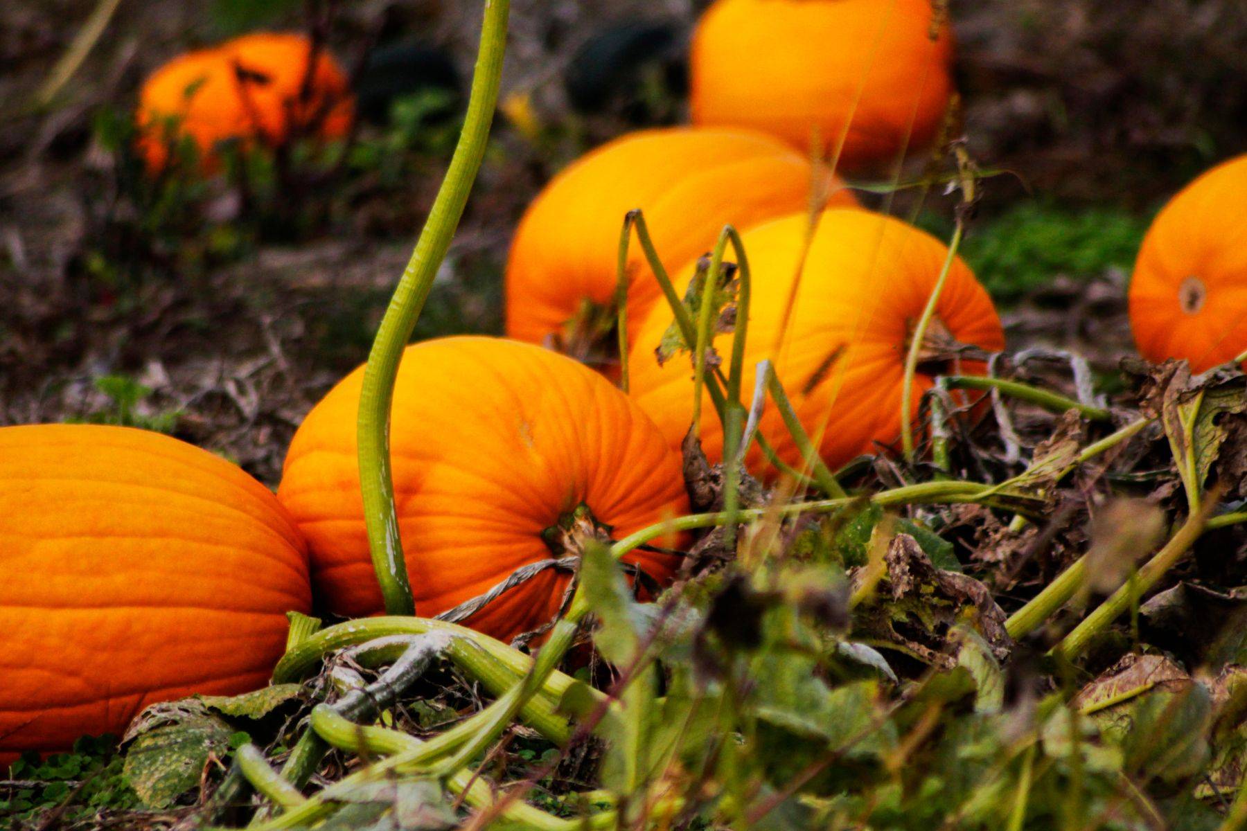 Lets Talk About Pumpkins Harvest